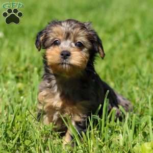 Lincoln, Yorkie Poo Puppy